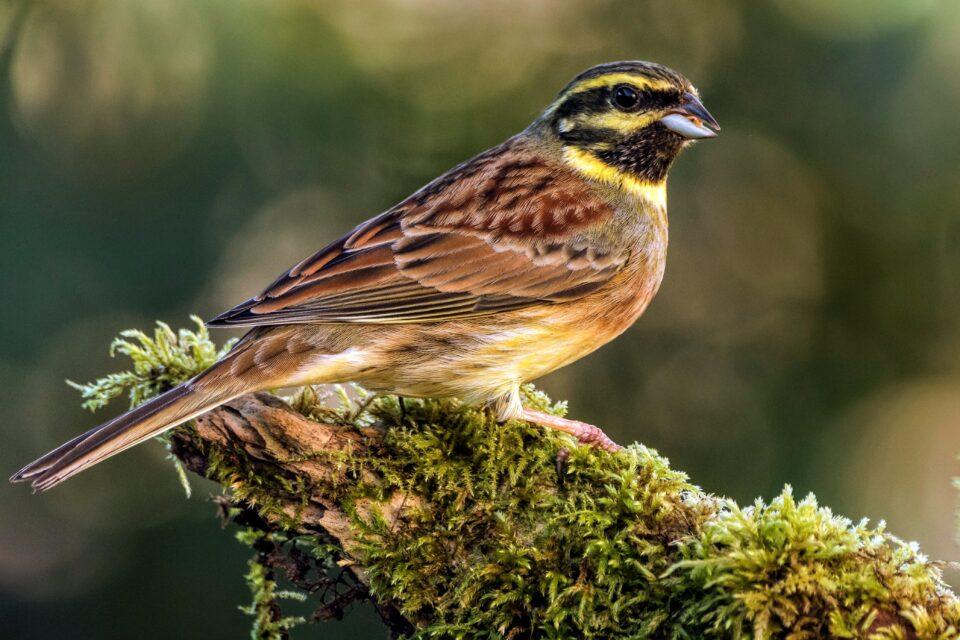 Birds that move to a new place can learn the local songs to fit in and survive