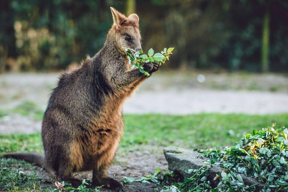 Tricking animals with odor could save plants from browsing damage