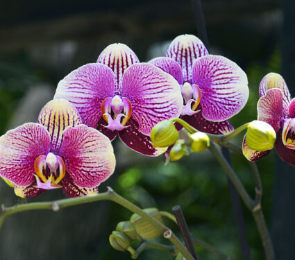 Orchid,Flower,In,Tropical,Garden.phalaenopsis,Growing,On,Tenerife,canary,Islands.orchids.floral,Background