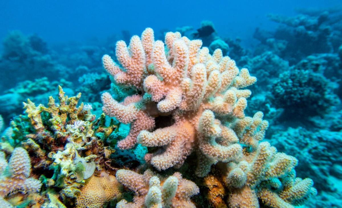 Some corals can build up a tolerance to marine heat waves 