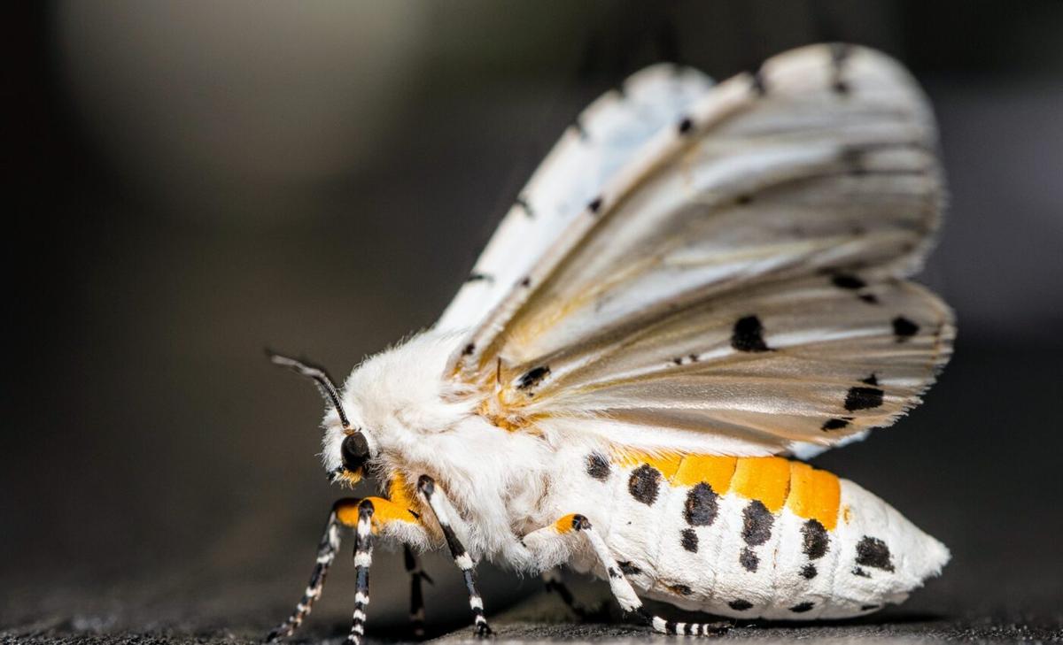 How ermine moths effortlessly produce ultrasonic warning sounds 