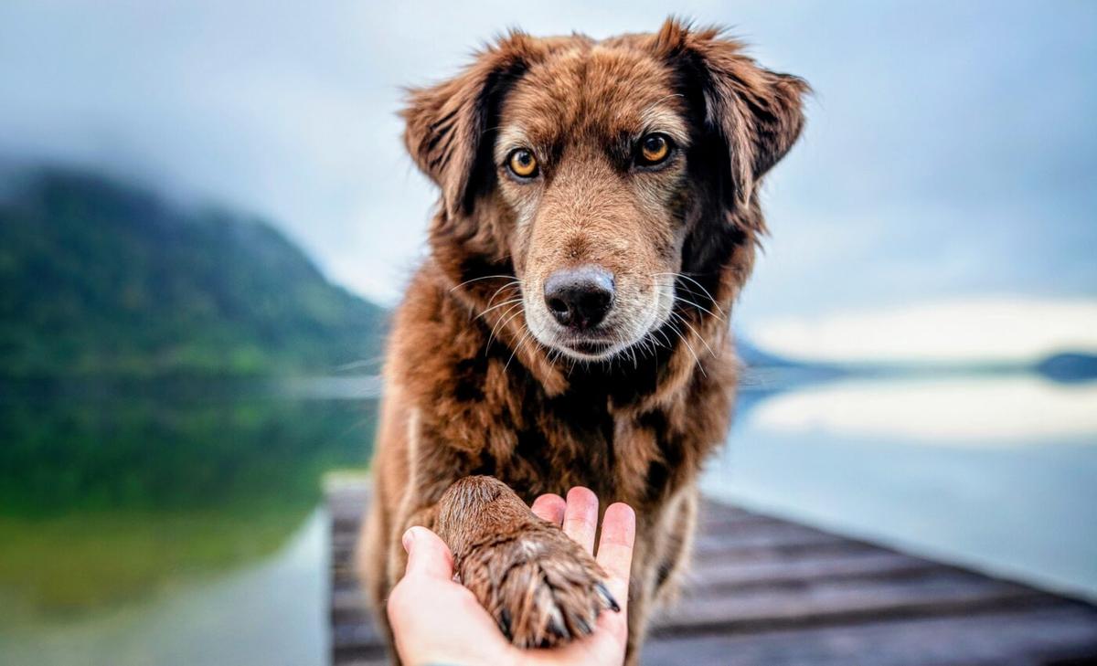 Dog personality algorithm will improve work and home placement