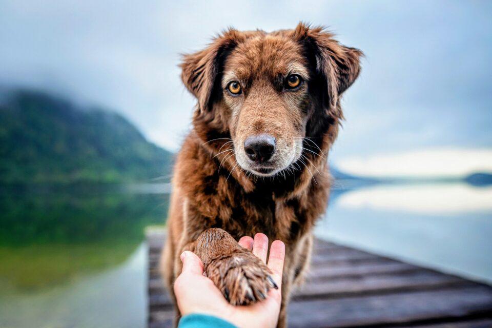 Dog personality algorithm will improve work and home placement