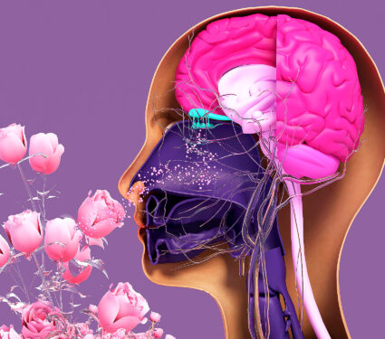 Olfactory,System,,Sensory,System,Used,For,Smelling,,Olfaction,Senses.,Components