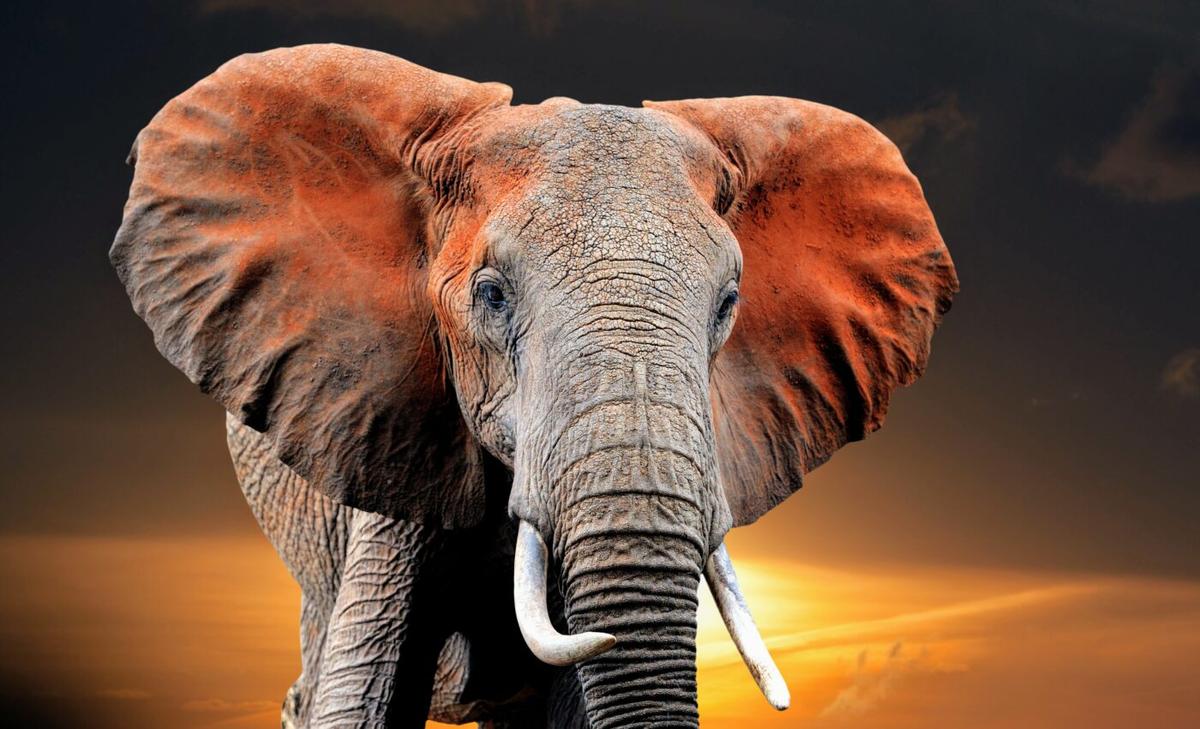 Wild megafauna play a key role in maintaining ecological balance