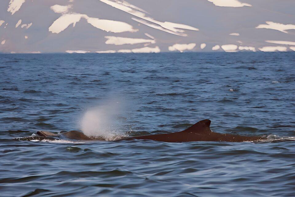 Study reveals unexpected behavior among beaked whales 