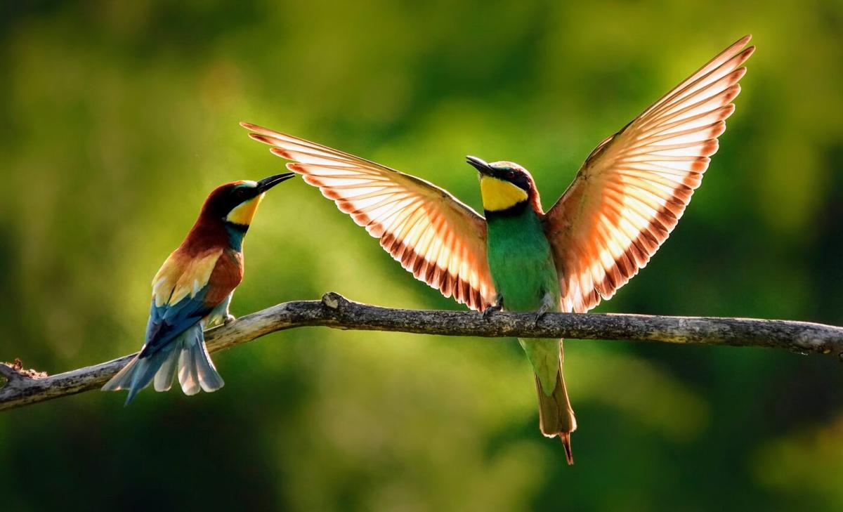 Secrets of flight: Feathers may reveal which dinosaurs could fly