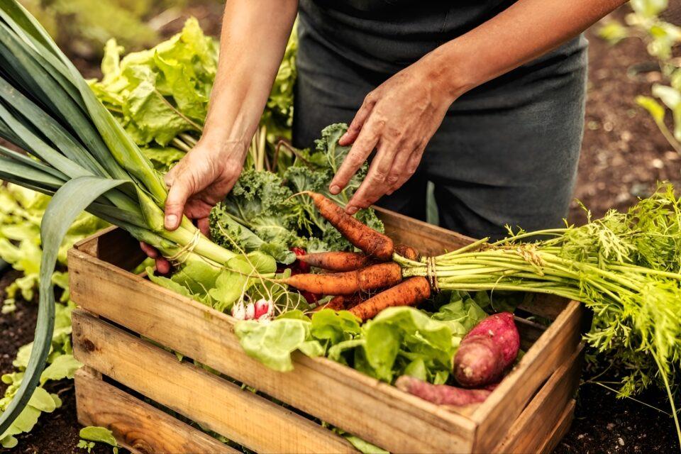 Home food production helped combat hunger during the pandemic 
