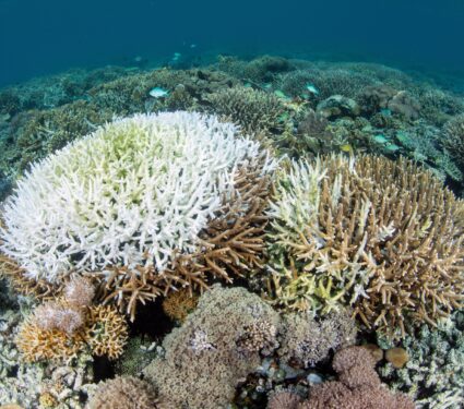 Coral-bleaching.jpg