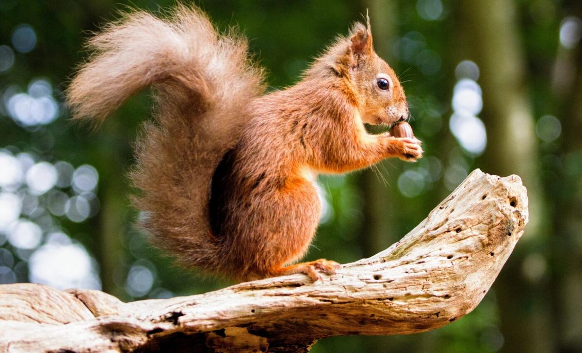 The battle between squirrels is won through their gut bacteria