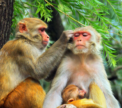 Two,Grown,Up,Monkeys,With,Young,Breastfeeding,Macaque,Monkey,In