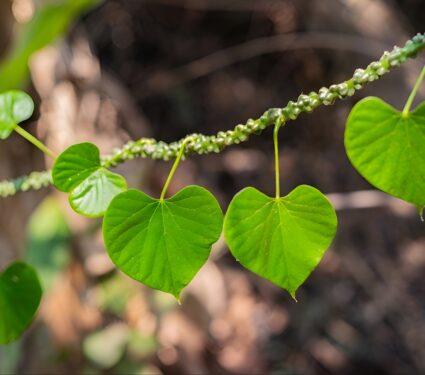 Leaf-diversity.jpg