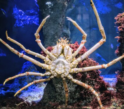 Giant-sea-spiders.jpg