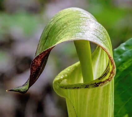 Plant-pollinator-relationships.jpg