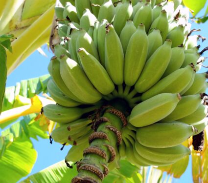 Banana-peels.jpg