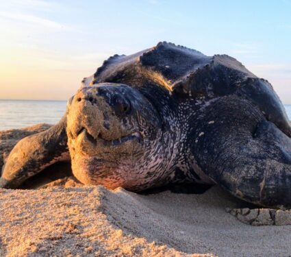 Leatherback-sea-turtles.jpg