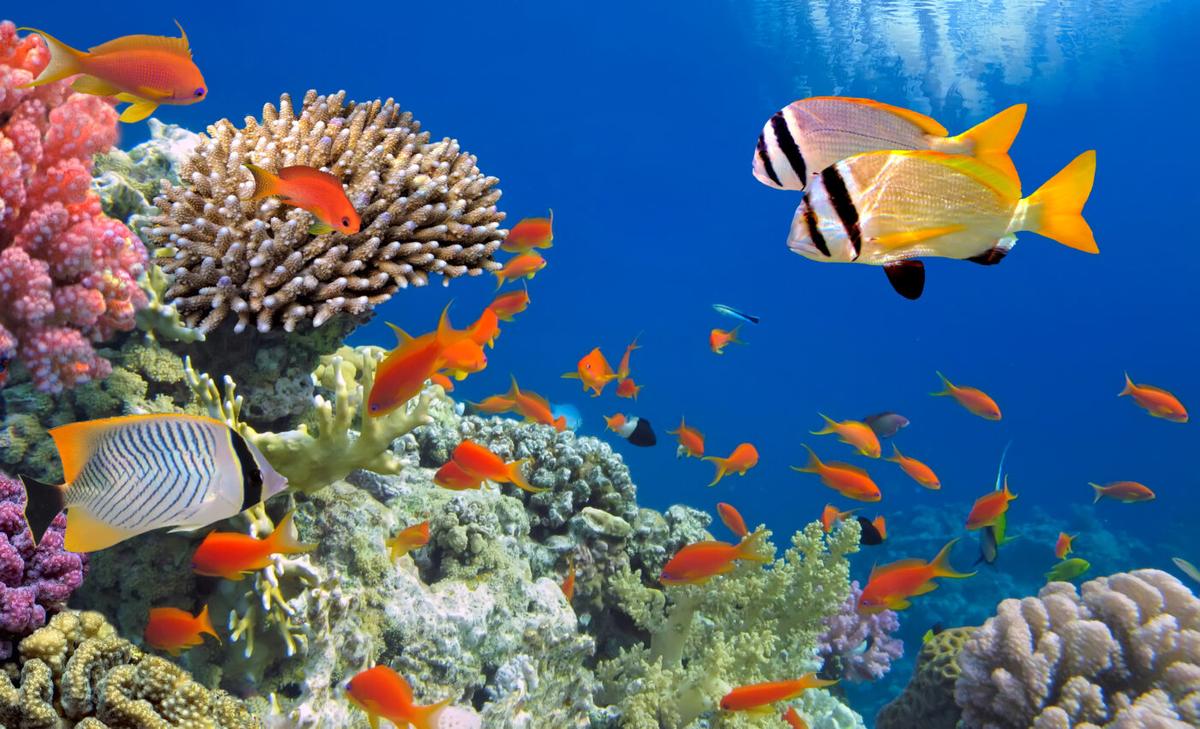 Are corals and fish in an exclusive relationship? It's complicated
