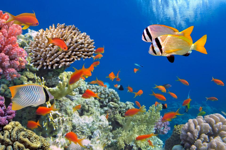 Are corals and fish in an exclusive relationship? It's complicated