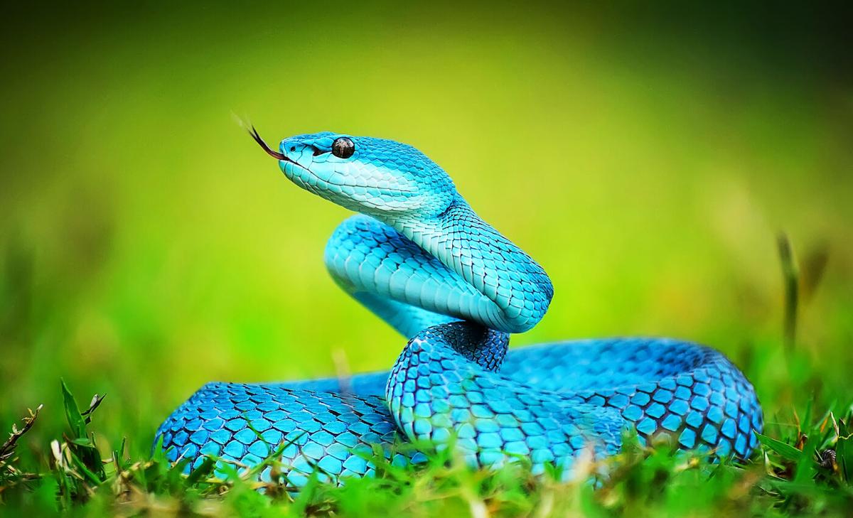 Universal antivenom to heal all snakebites is closer to reality