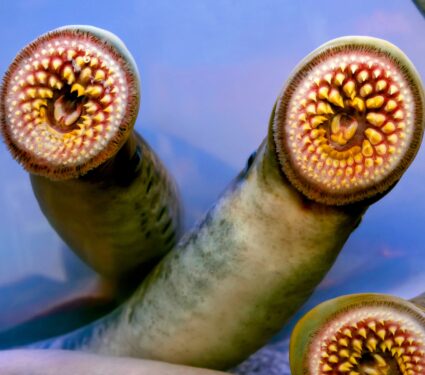 Sea-lamprey.jpg
