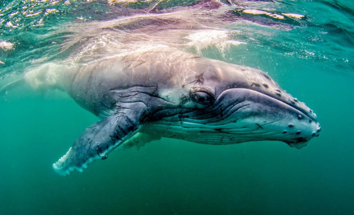 How baleen whales talk to each other through complex vocalizations