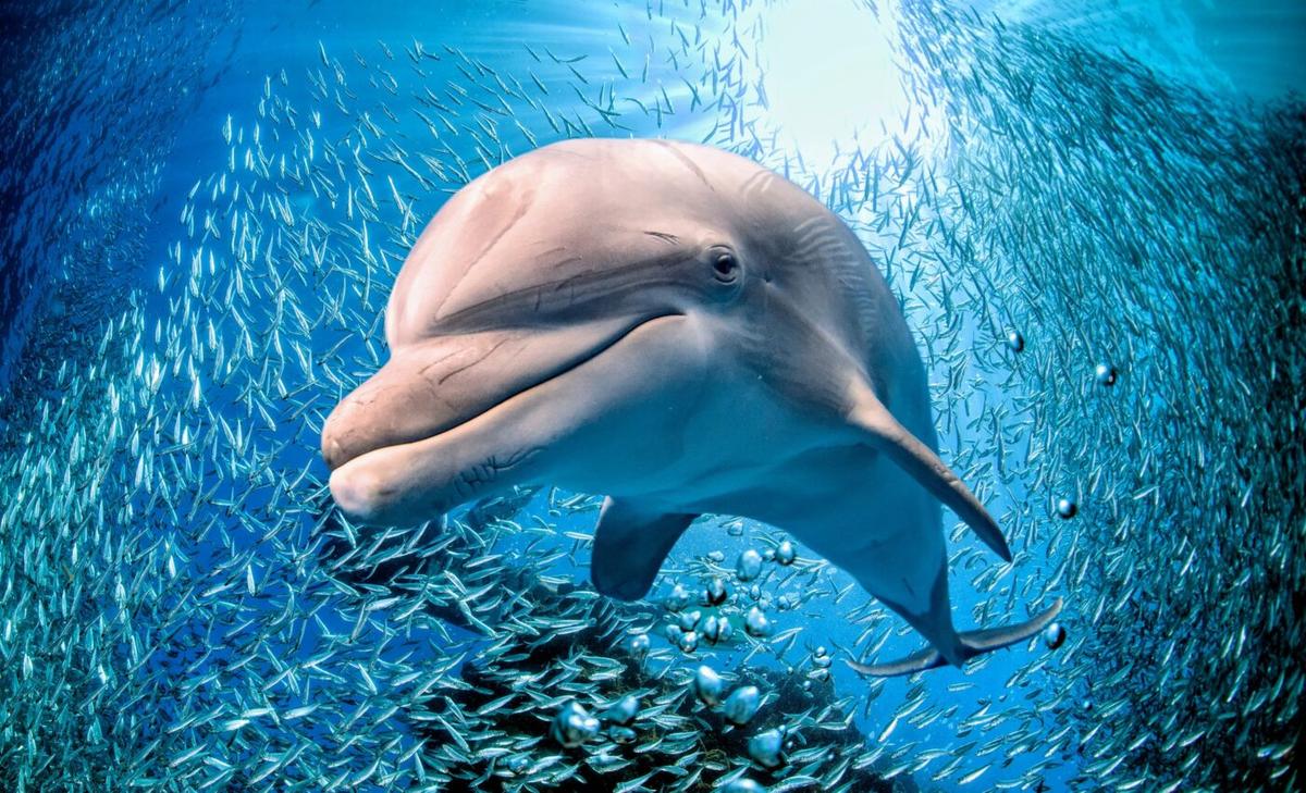 Stranded whales and dolphins have high toxin levels in their bodies
