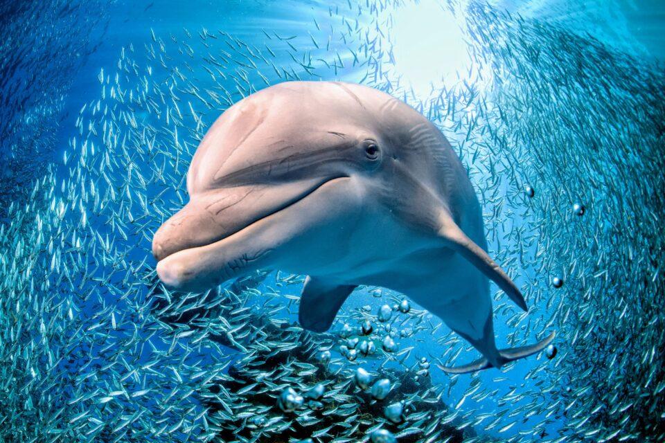 Stranded whales and dolphins have high toxin levels in their bodies