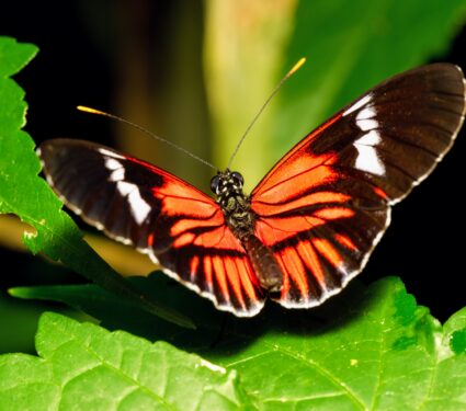 Butterflies-behavioral-mimicry.jpg