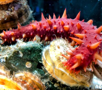 Sea-cucumbers-protect-reefs.jpg