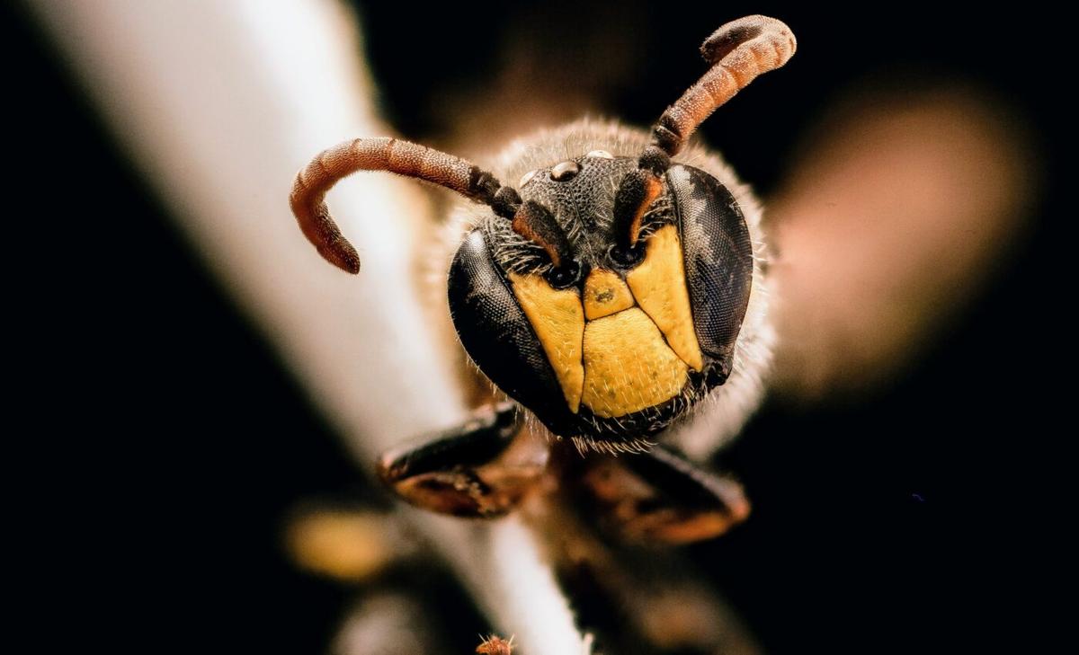 Eight new Hylaeus bees discovered in the Pacific treetops