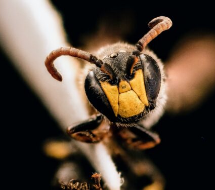 New-Hylaeus-bees-.jpg