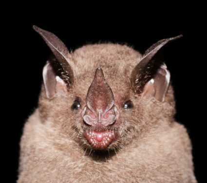 2024/02/seba-short-tailed-bats.jpg