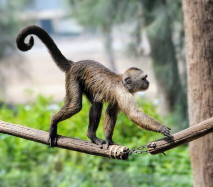 Human-tails.jpg