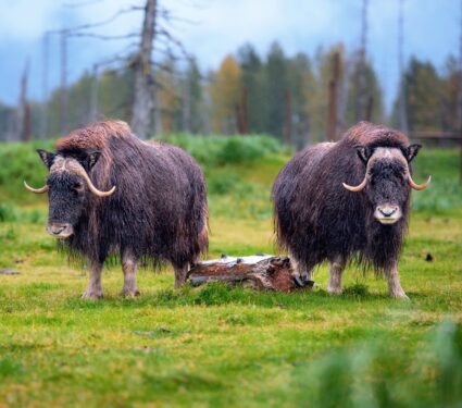 Muskoxen.jpg