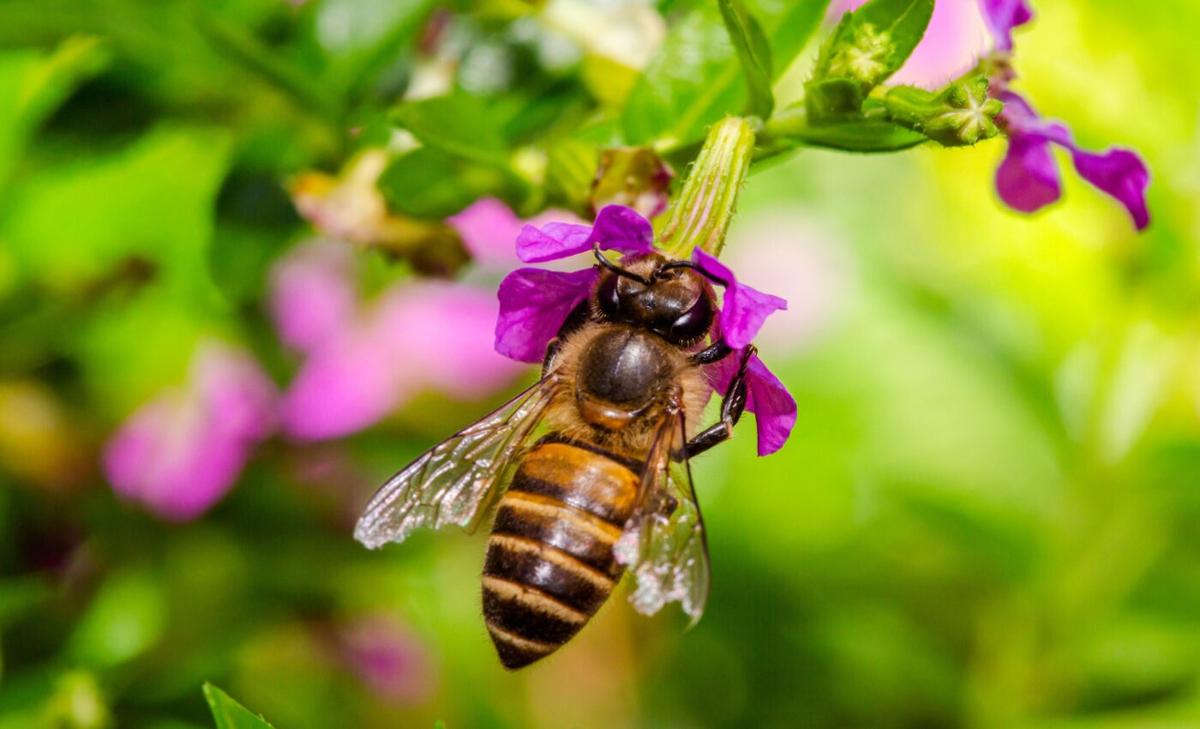 Invasive Asian honeybees defy evolutionary expectations