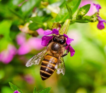 Invasive-Asian-honeybees.jpg