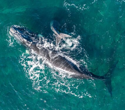 North-Atlantic-right-whale.jpg