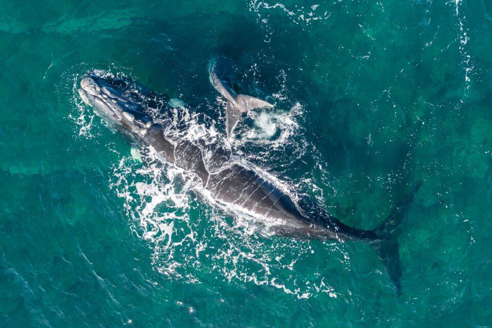 Shrinking North Atlantic right whales have fewer offspring