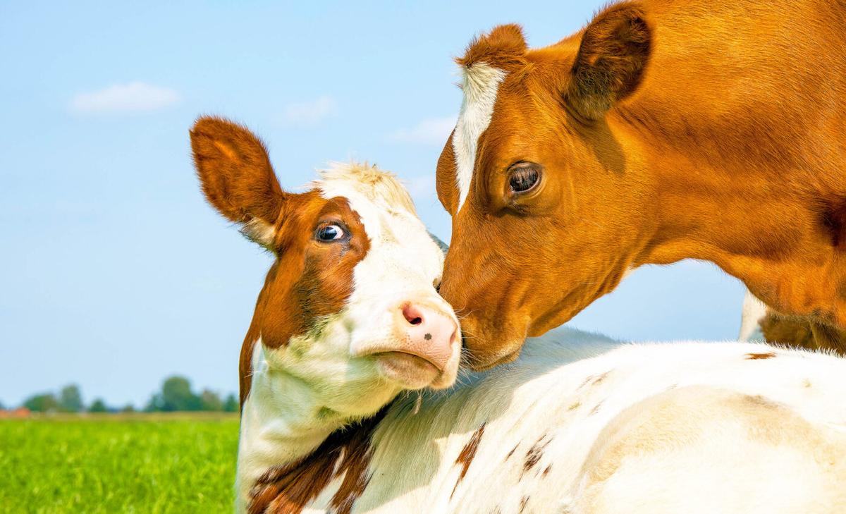 Cattle have intricate social lives that aren't readily apparent