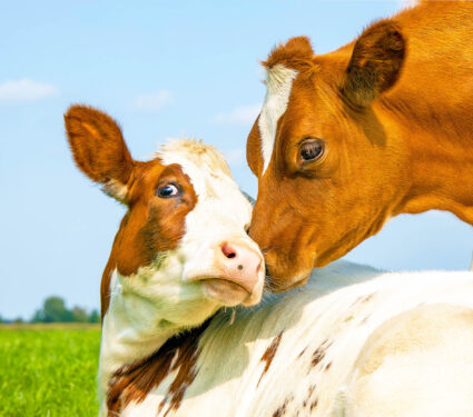 Cow,Playfully,Cuddling,Another,Young,Cow,Lying,Down,In,A