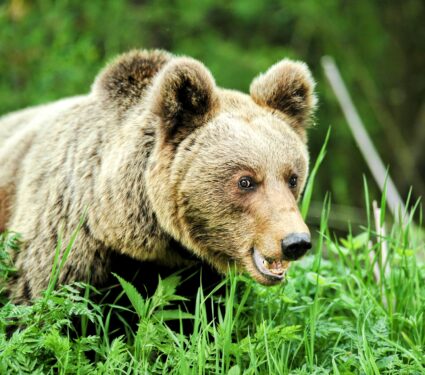 Japan-brown-bears.jpg