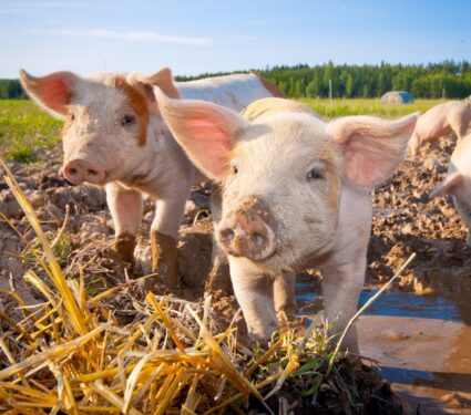 2024/03/National-Pig-Day.jpg