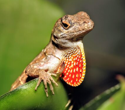 Diving-lizards-.jpg