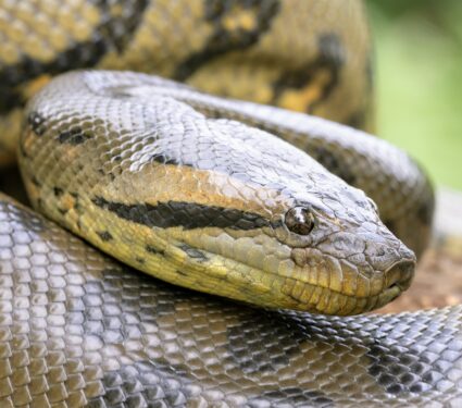 Green-anaconda.jpg