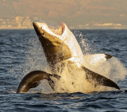 2024/03/Orcas-hunting.jpg