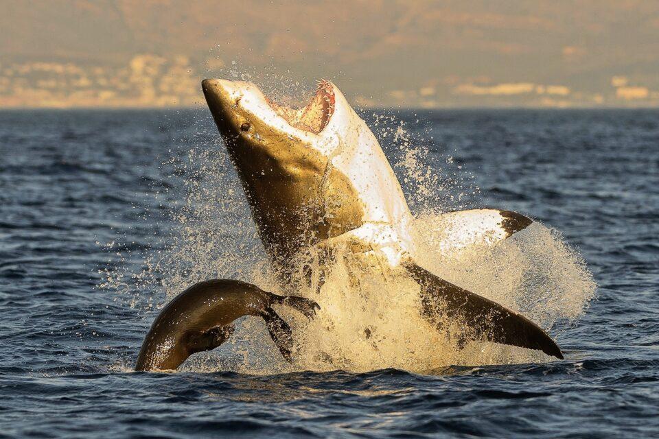 Solitary orcas are hunting and eating great white sharks, a stunning behavioral change