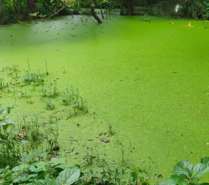 2024/03/combating-eutrophication.jpg