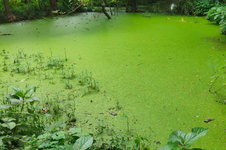 Nitrogen is an overlooked component of lake ecosystems