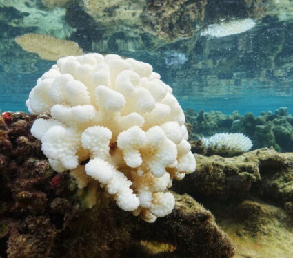 Coral,Bleaching,Due,To,El,Nino,In,The,Pacific,Ocean,