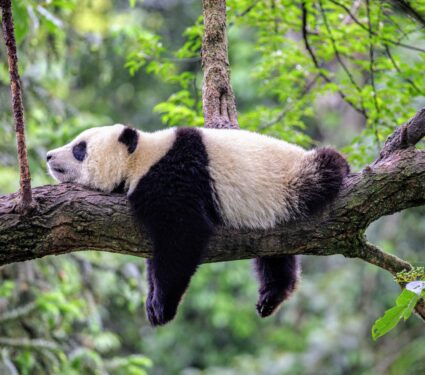 World-Wildlife-Day-2024.jpg